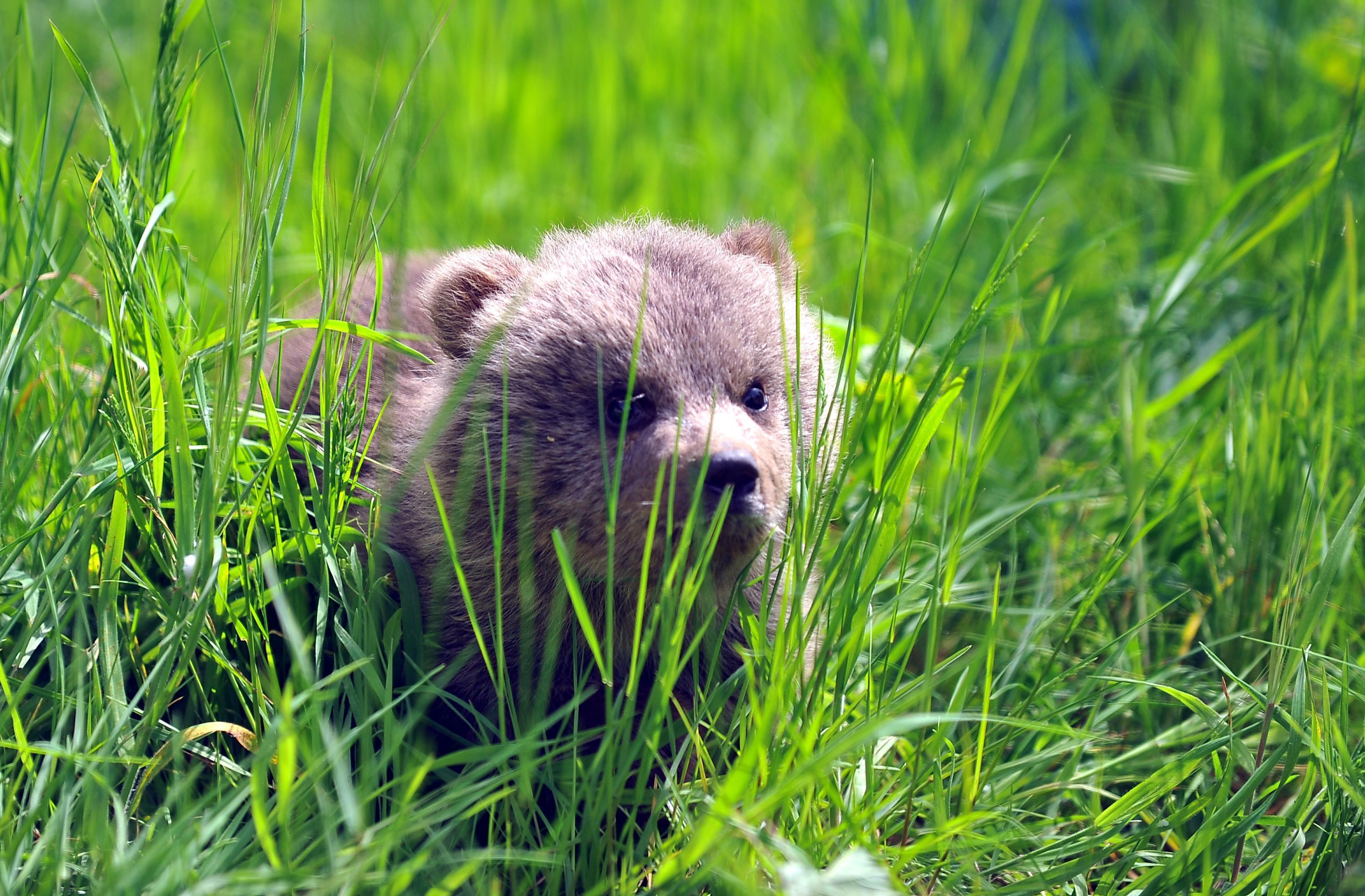 Ayı barınağının 3 yavrusu kefir ve balla besleniyor