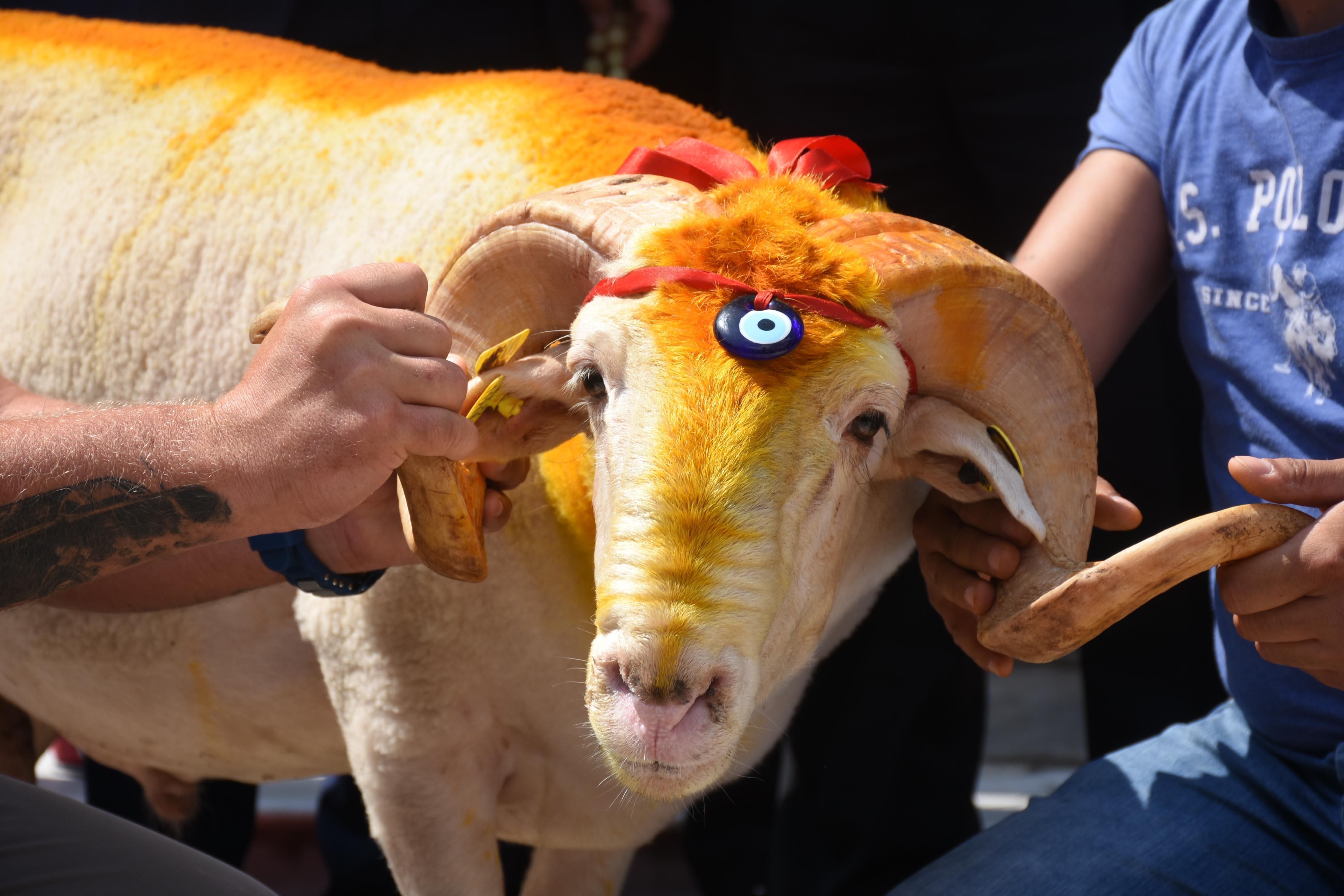 36 günlük Kırkpınar ağalığı için 222 bin lira verdi