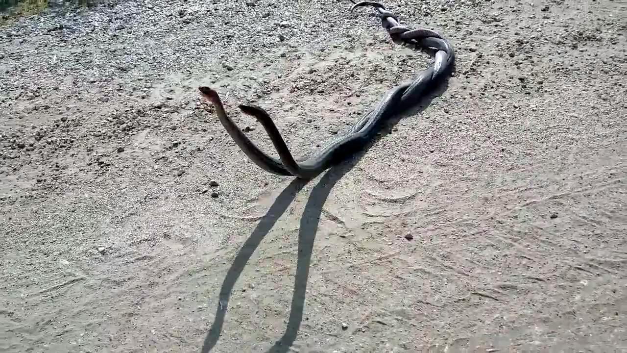 Yılanların çiftleşme dansı