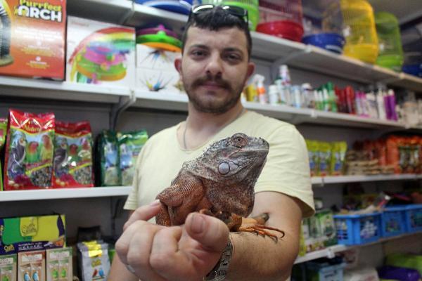 İguana ve kurbağayı aynı kafeste besliyor