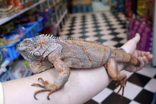 İguana ve kurbağayı aynı kafeste besliyor