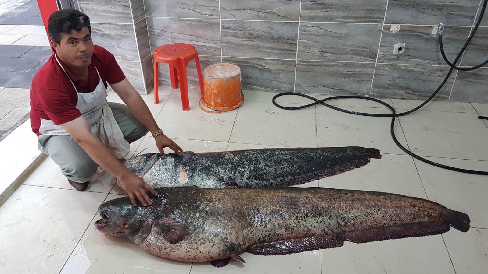 Amatör balıkçının ağlarına 2 dev yayın balığı takıldı