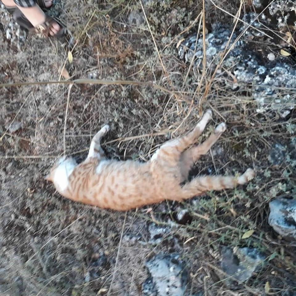 Burdurda 10 kedi ölüsü bulundu