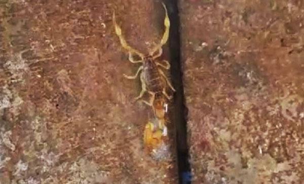 İslahiyede en zehirli akrep türü görüldü