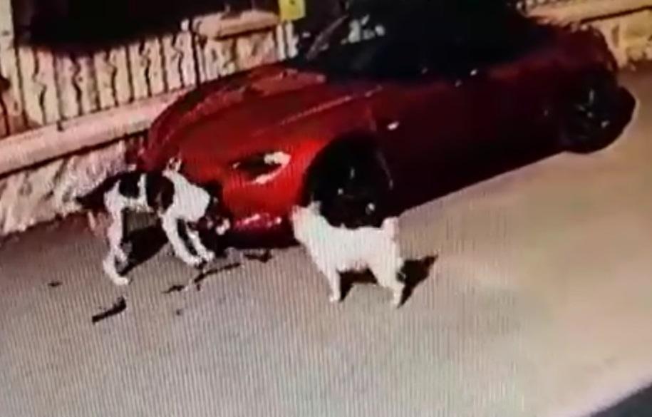 150 bin TLlik lüks otomobili, köpekler parçaladı