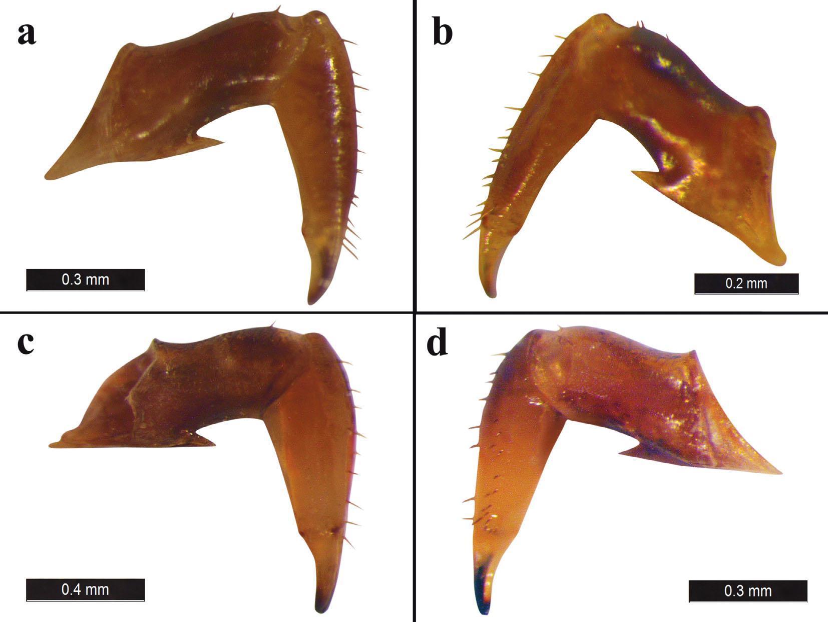 Türkiyede yeni örümcek türü keşfedildi