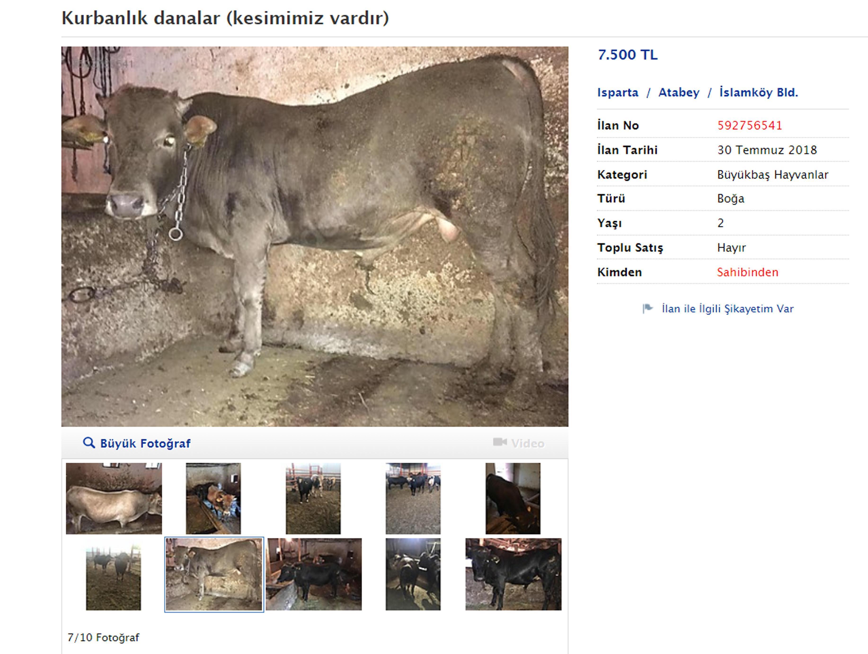 Sahibinden satılık kurbanlık