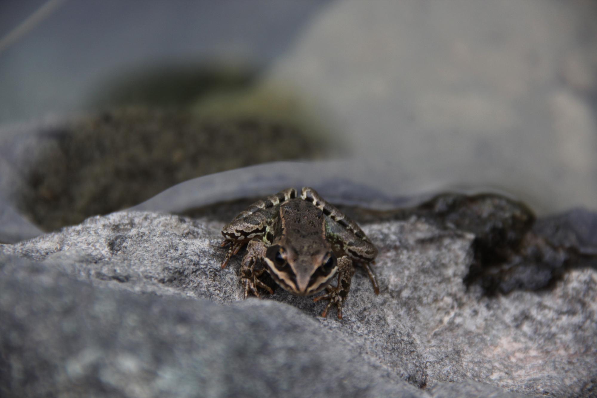 Dünyanın ötmeyen tek kurbağası Ulukışla göllerinde