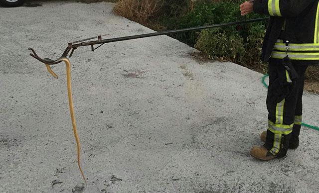 Eve giren yılanı itfaiye ekibi yakaladı