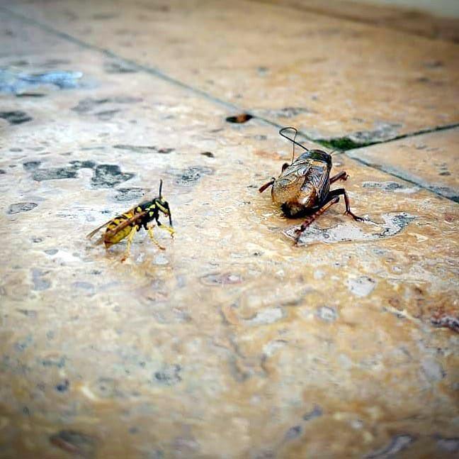 Arı, boyundan büyük sineği yedi