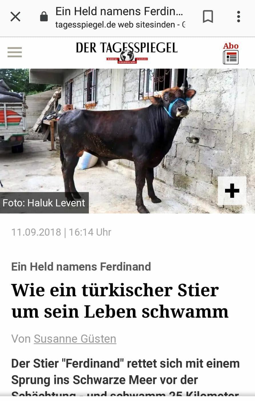 Yüzen boğa Ferdinand, Avrupa basınında