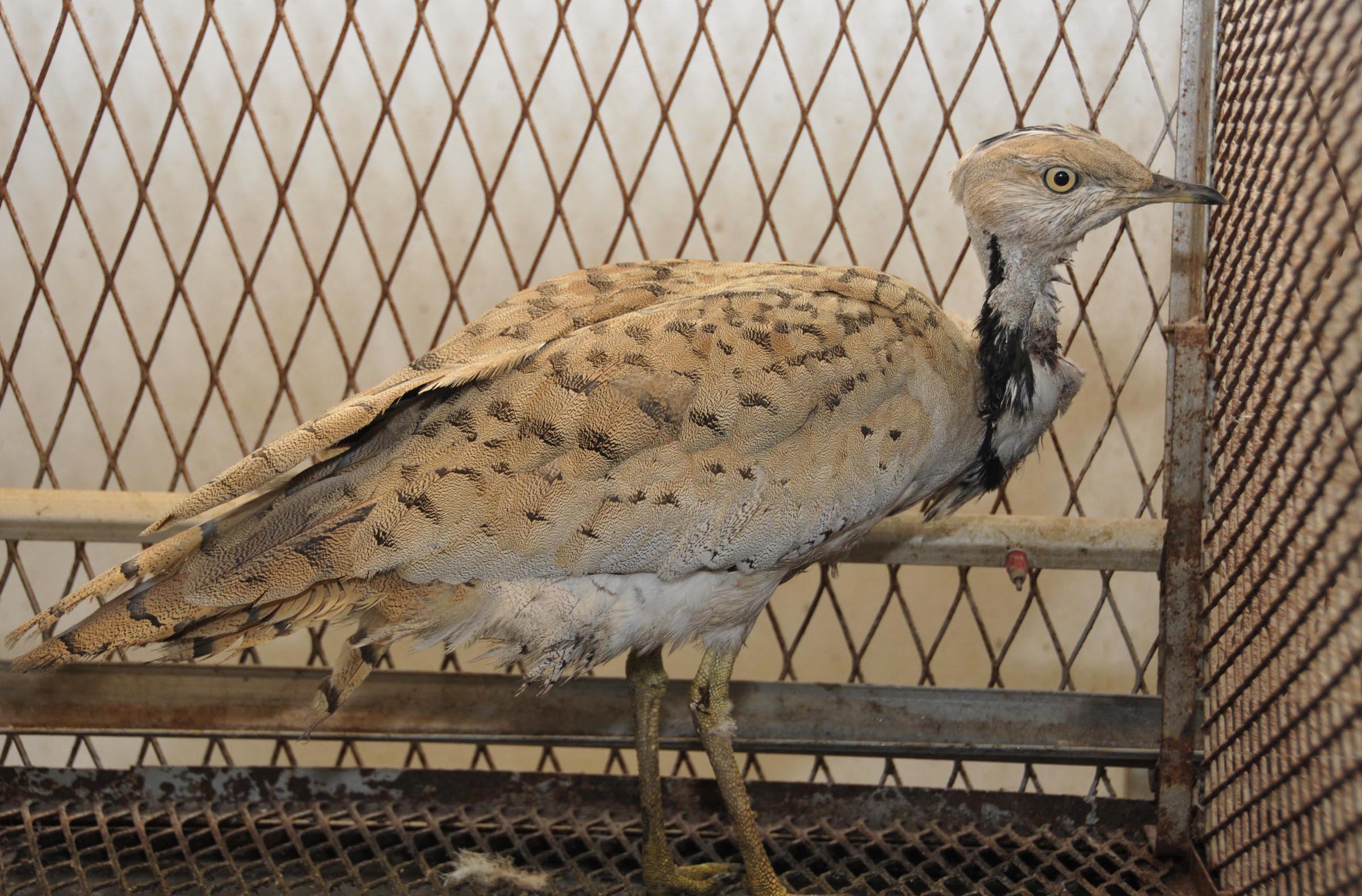 Nesli tükenen toy kuşları için 1550 kilometre pedal çevirdi