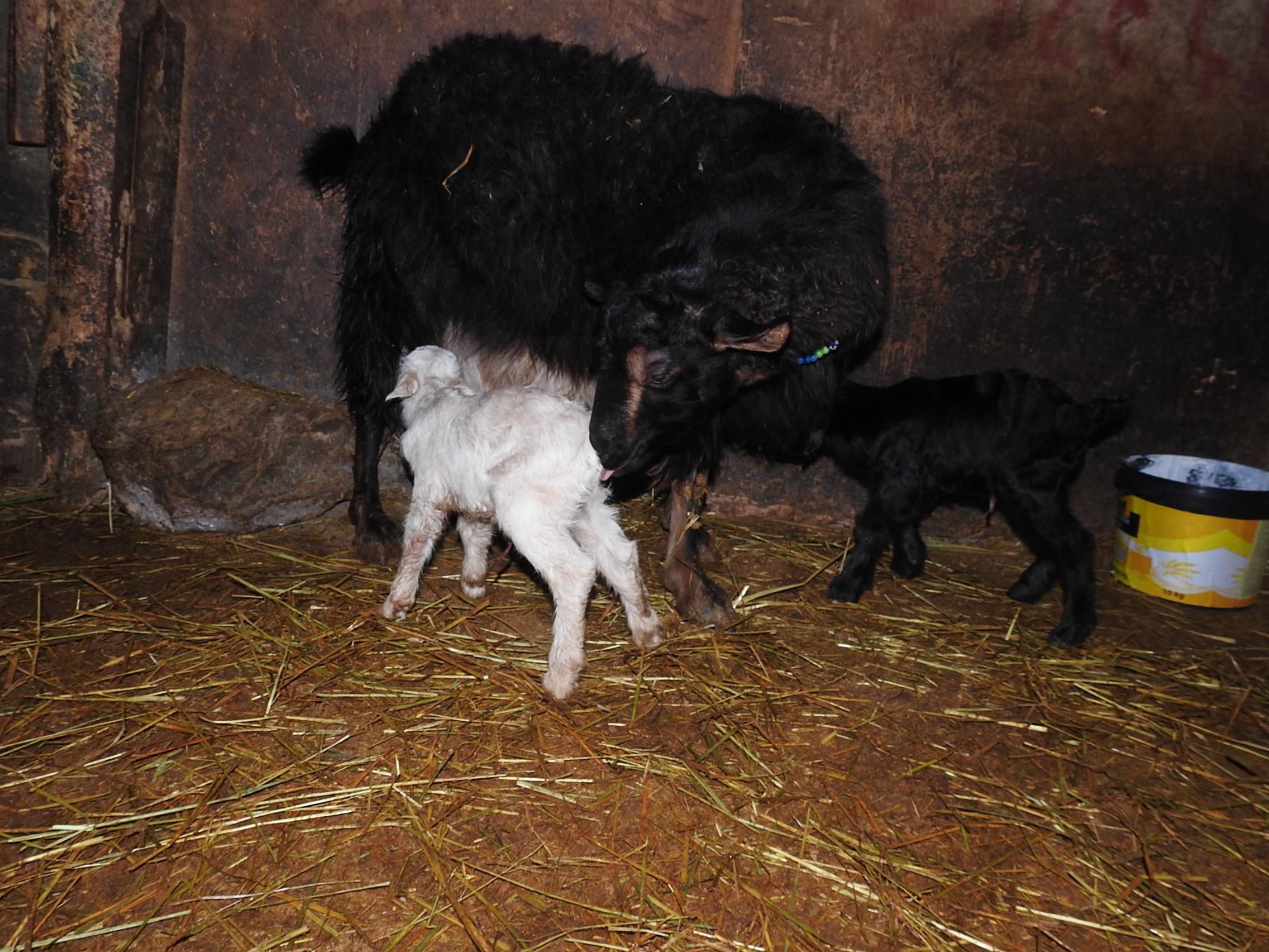 Çorumda biri siyah diğeri beyaz keçi yavruları şaşırttı