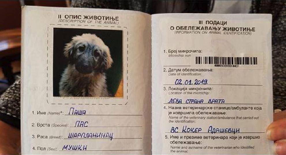 Sırbistanda bulunan Putine Paşa isimli Şar köpeği hediye edilecek