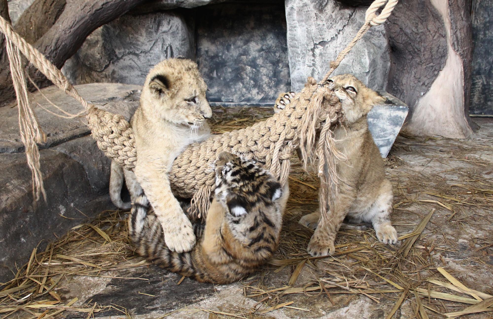 Dünyadaki 20 çilek kaplanından biri artık İstanbul’da yaşayacak