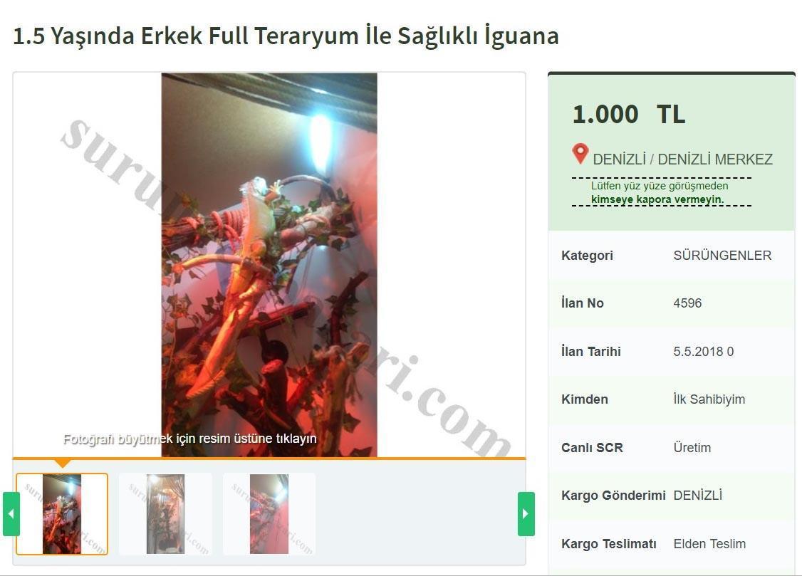 İnternetten iguana satışı