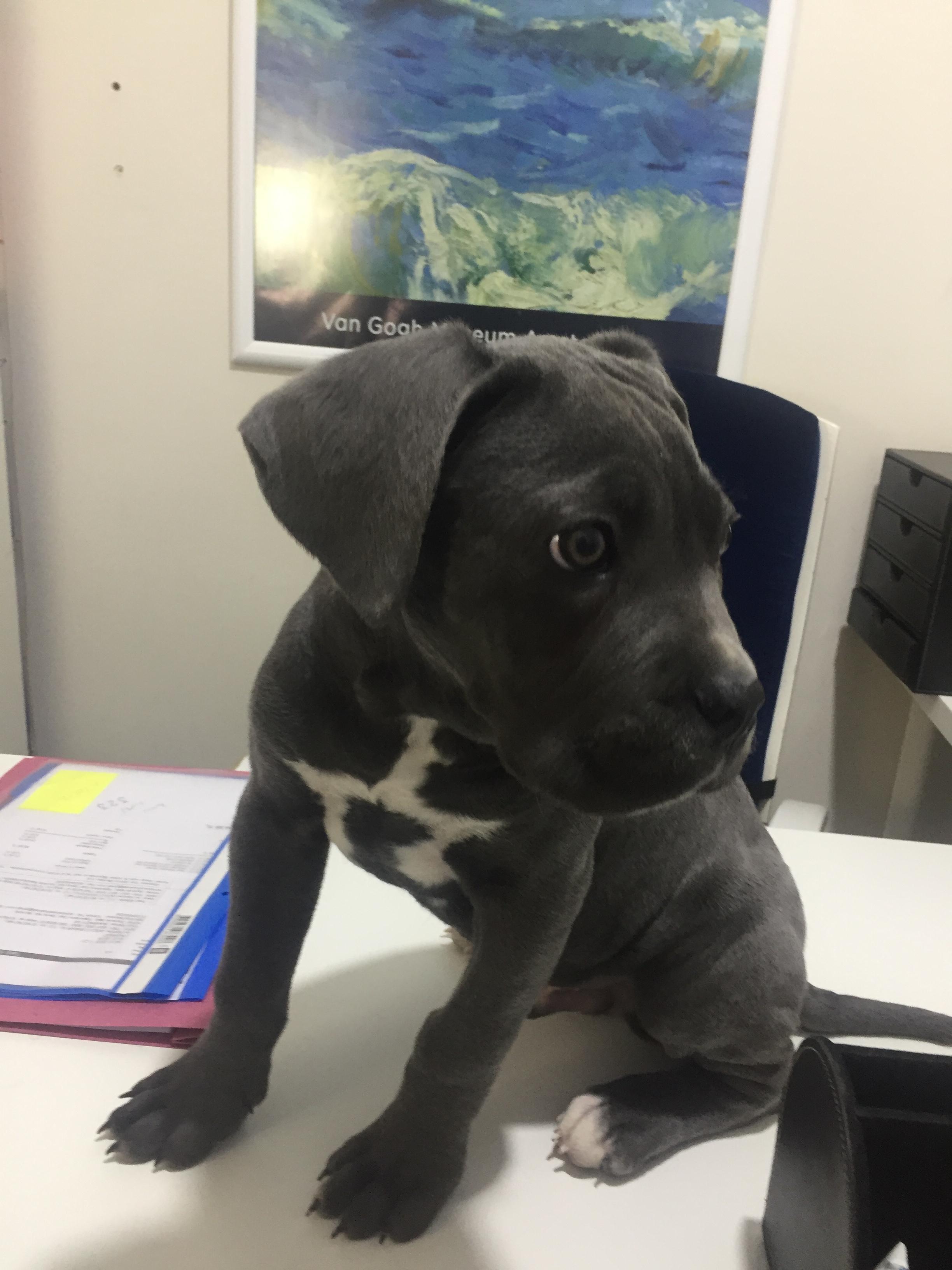 Yavru köpek duman haczedildi; avukatı itiraz etti