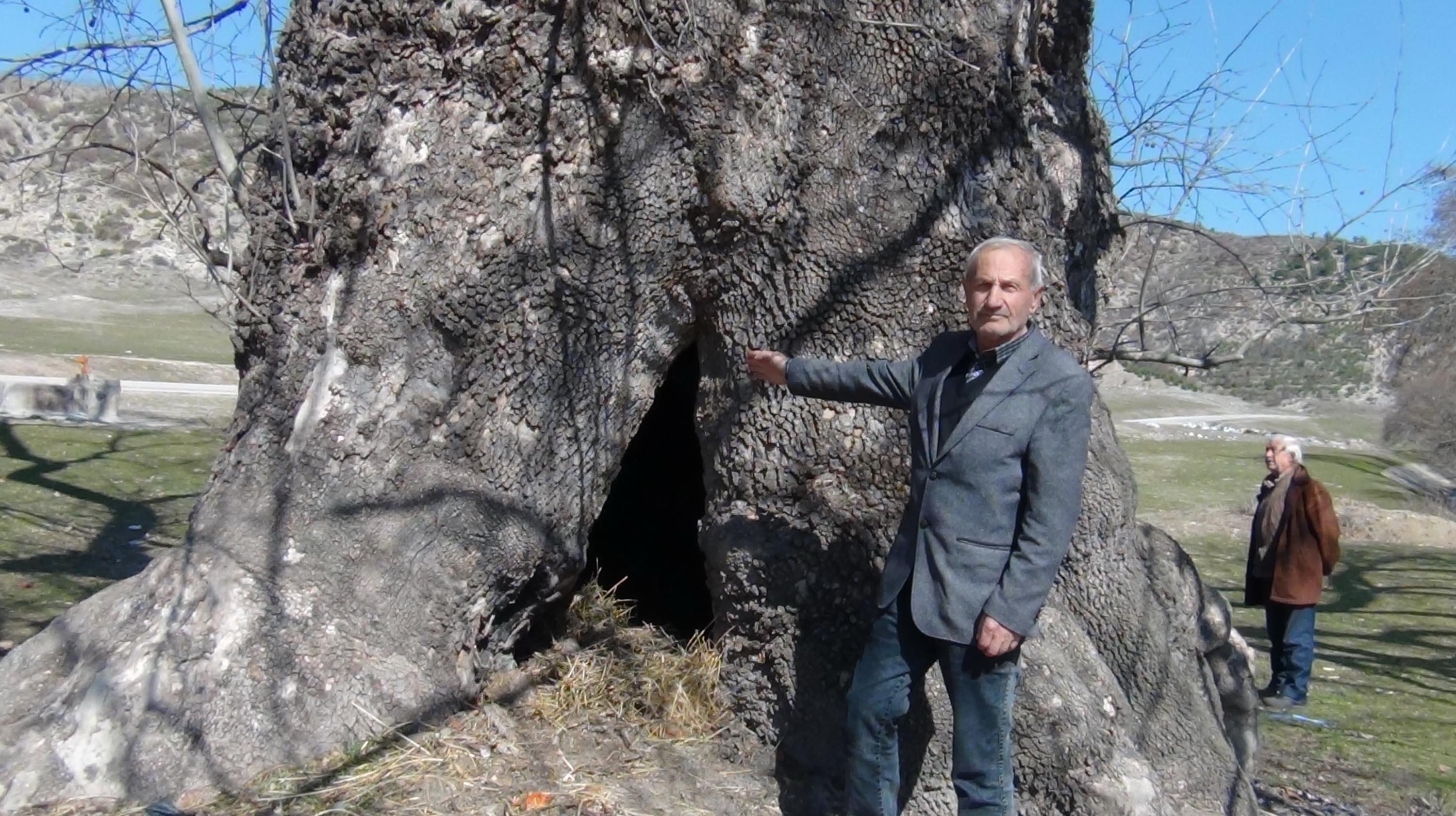 7 asırlık çınar ağacı, yoğun ilgi görüyor