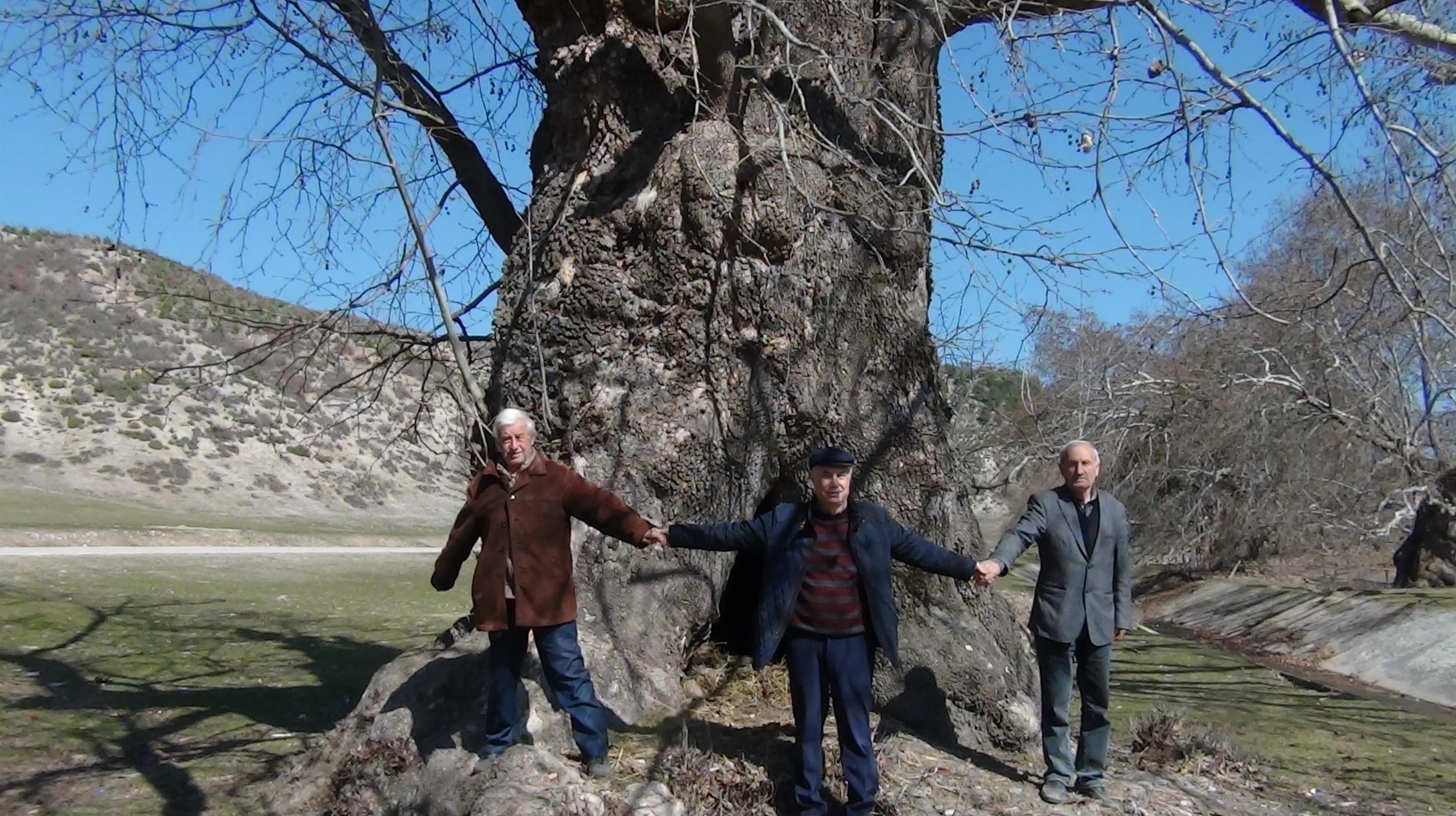 7 asırlık çınar ağacı, yoğun ilgi görüyor