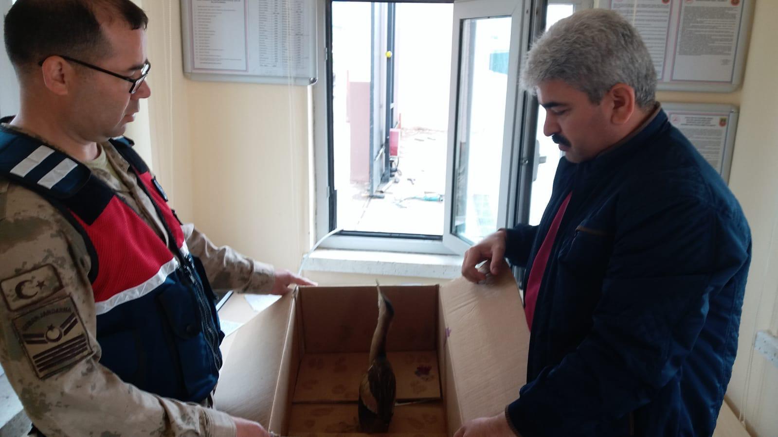 Hint Gölet Balıkçıl Kuşu, cezaevi bahçesine indi