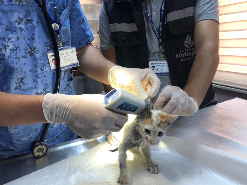 Sel sularına kapılan yavru kedi, belediye işçisinin suni teneffüsüyle hayata döndü