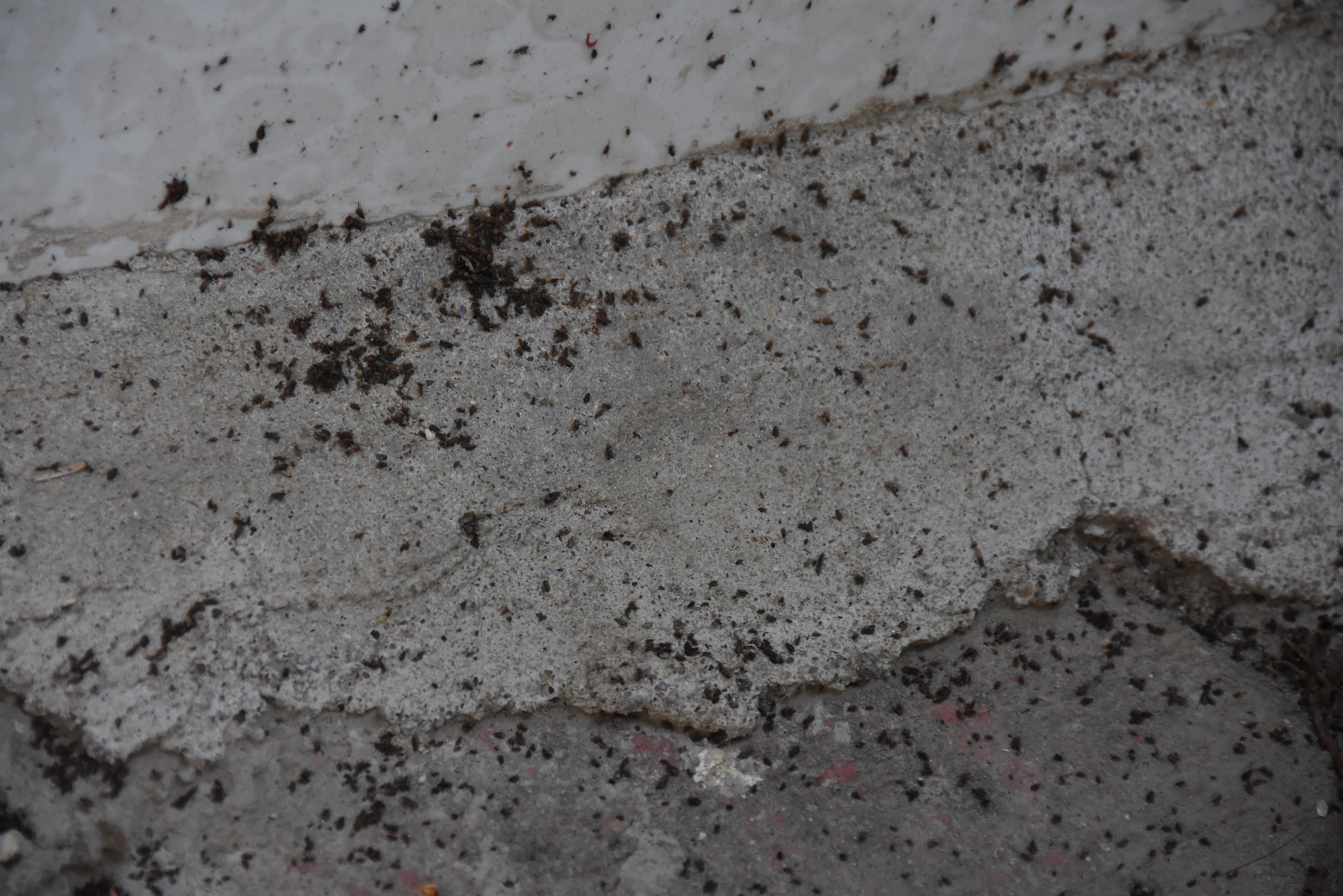 Eskişehirde bir mahalleyi böcekler sardı