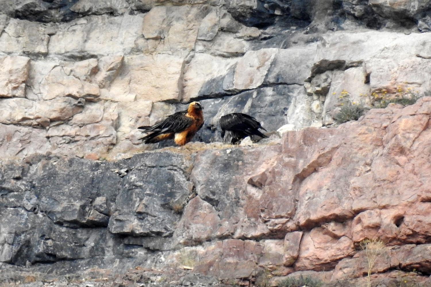 Gümüşhanede sakallı akbaba görüntülendi