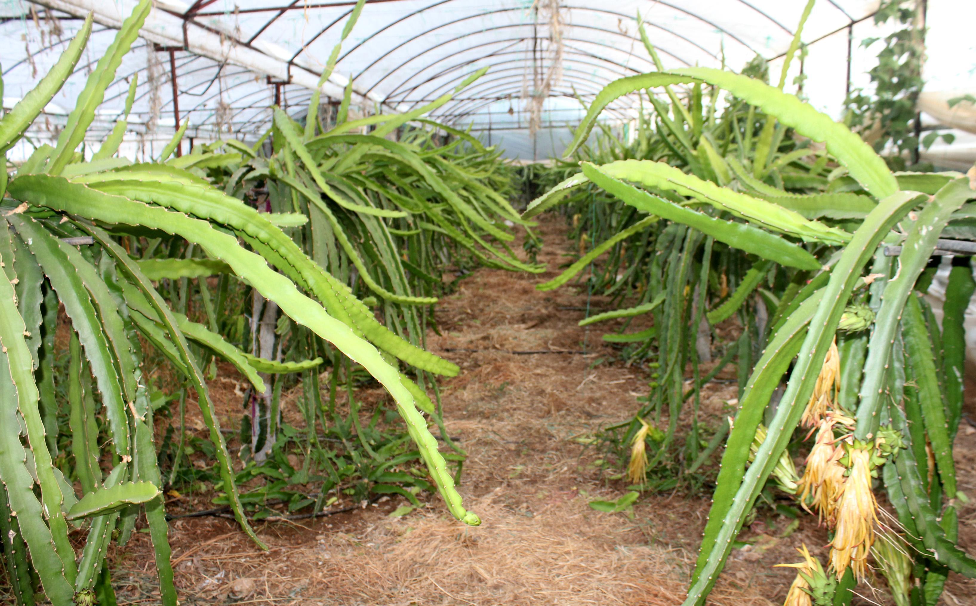 Türkiyenin ilk tropikal meyve kooperatifi