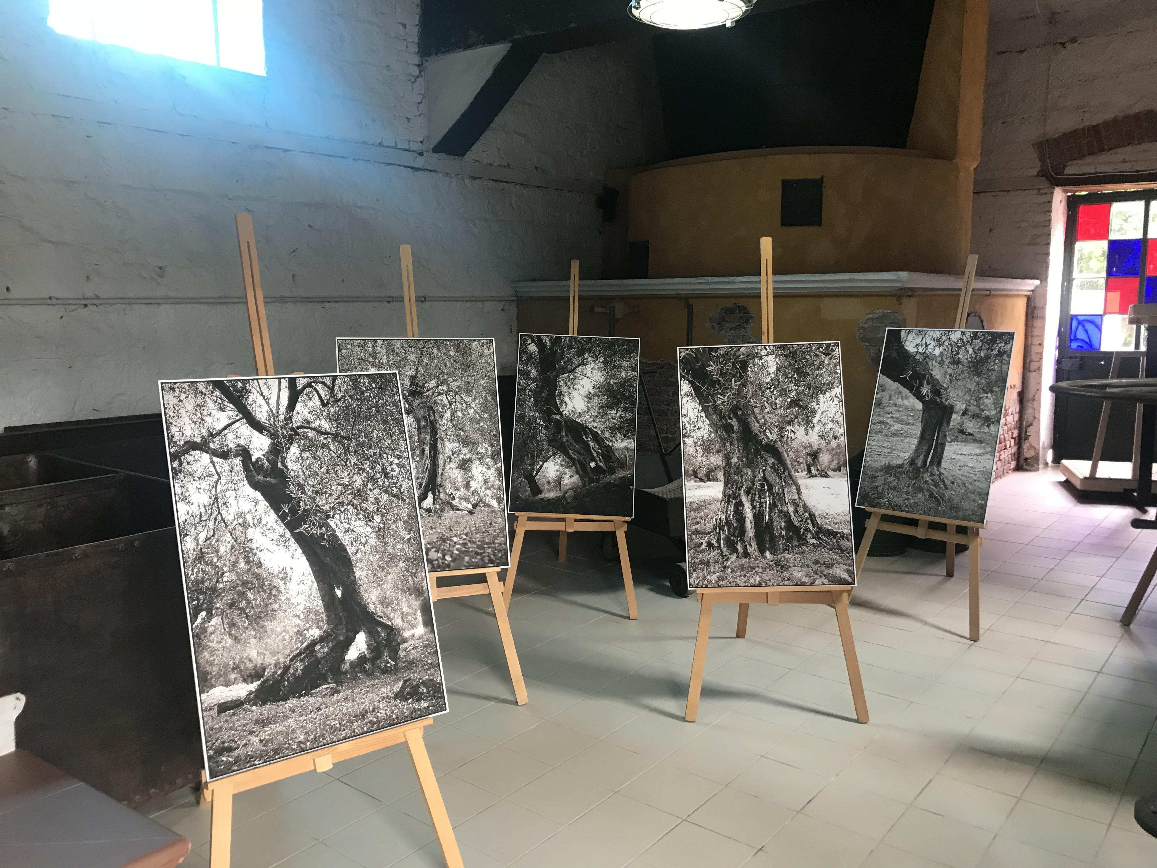 Türkiyenin ilk zeytinyağı müzesinde doğru bilinen yanlışlar anlatılıyor... Kansere davetiye çıkartıyorsunuz