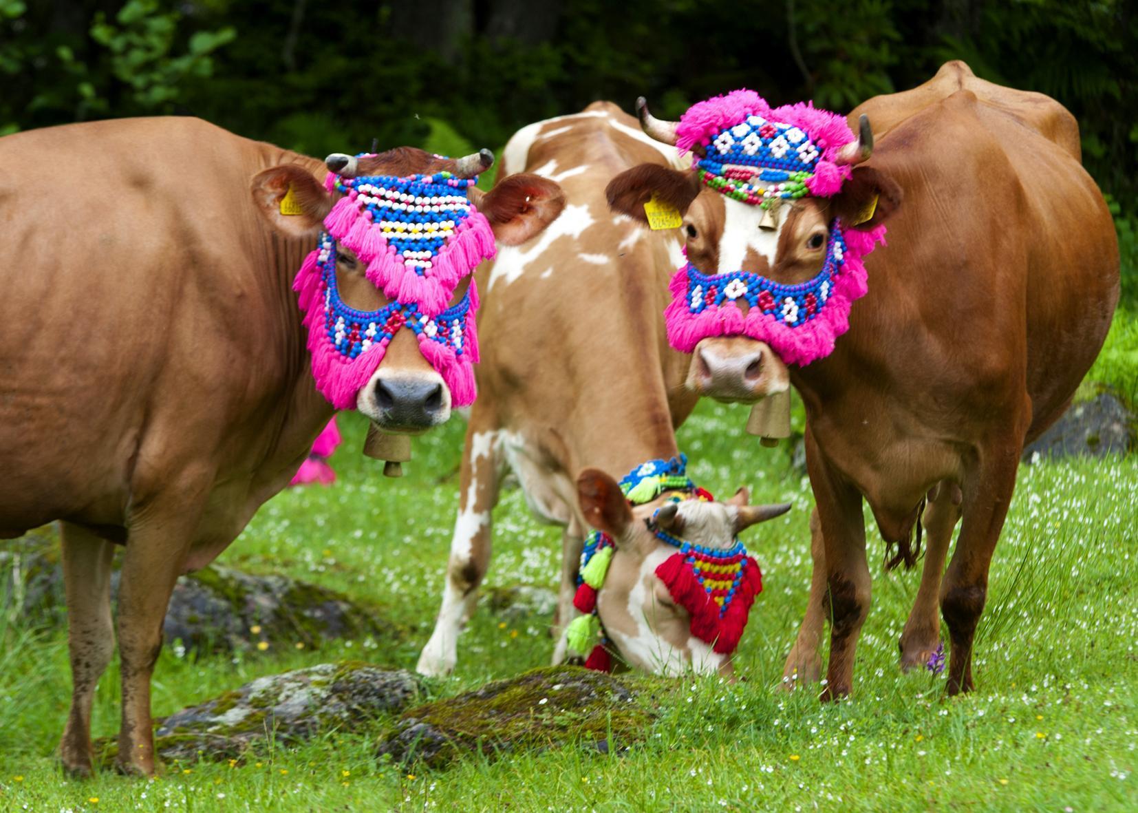 Yaylacılar dönüş yolunda