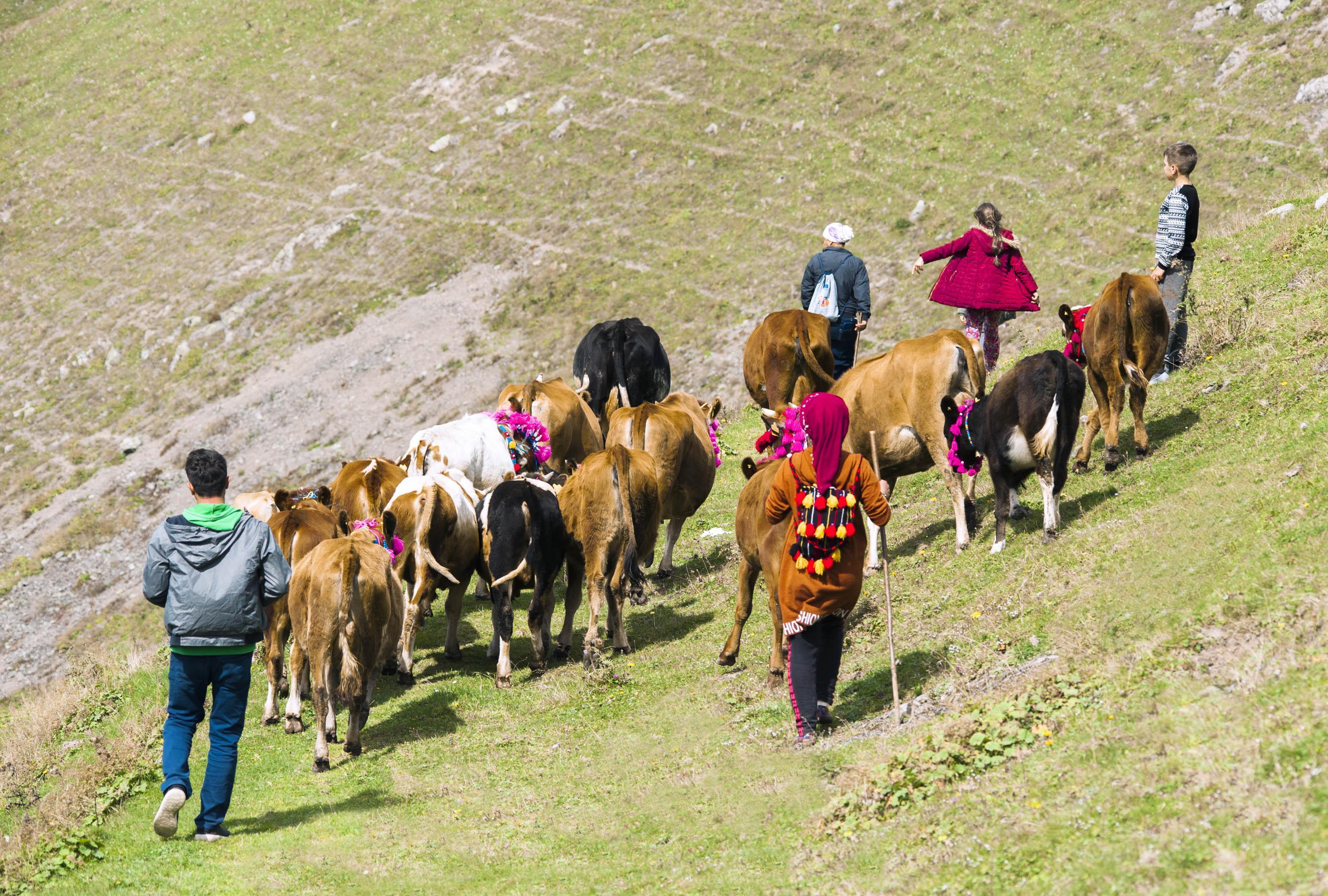 Yaylacılar dönüş yolunda