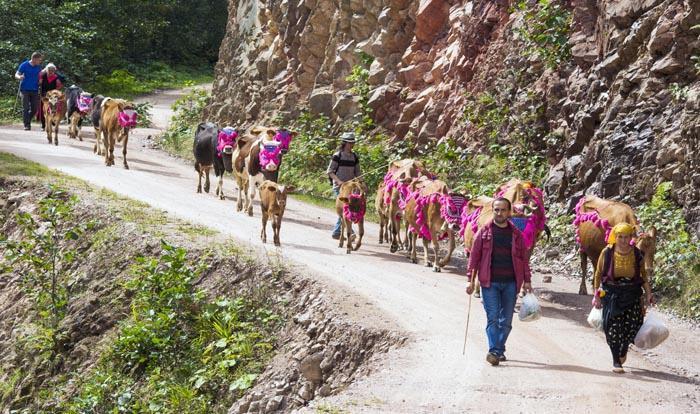 Yaylacılar dönüş yolunda