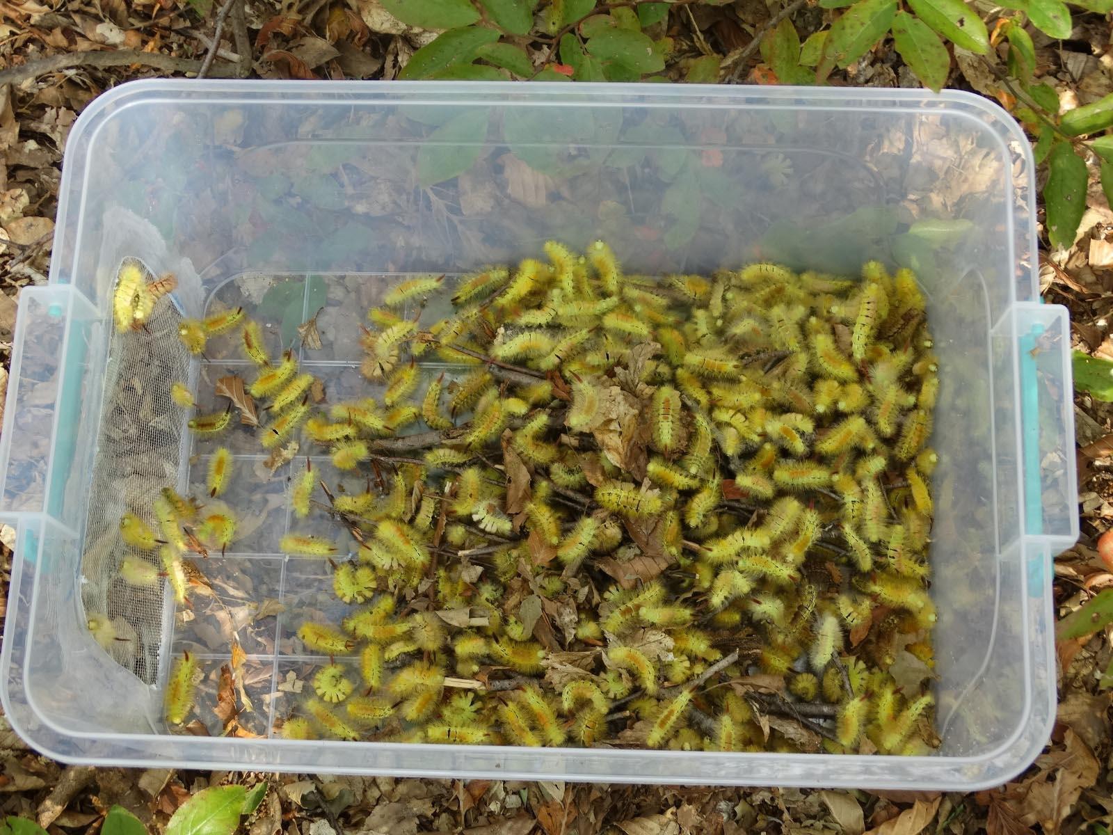 Tırtıl istilasına uğrayan orman seneye tekrar yeşerecek