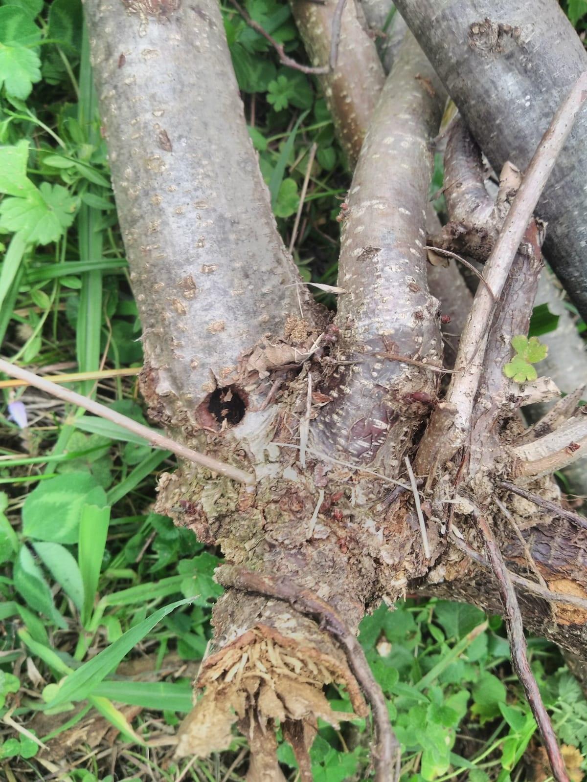 Fındıkta Drakula böceği tehlikesi