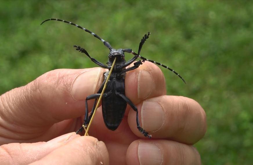 Fındıkta Drakula böceği tehlikesi