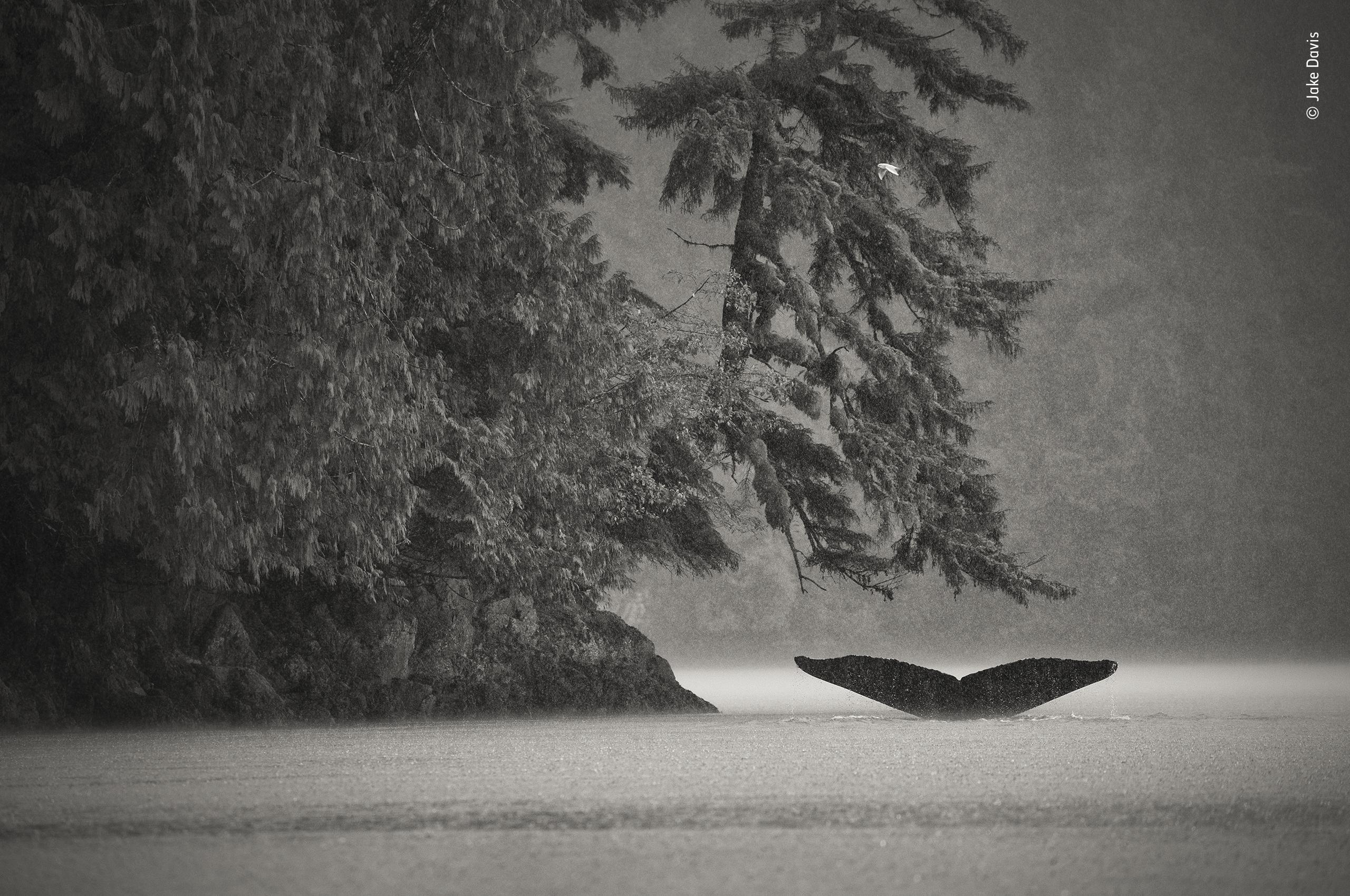 Vahşi Yaşam Fotoğraf ödülleri birincisi: Metroda kavga eden fareler