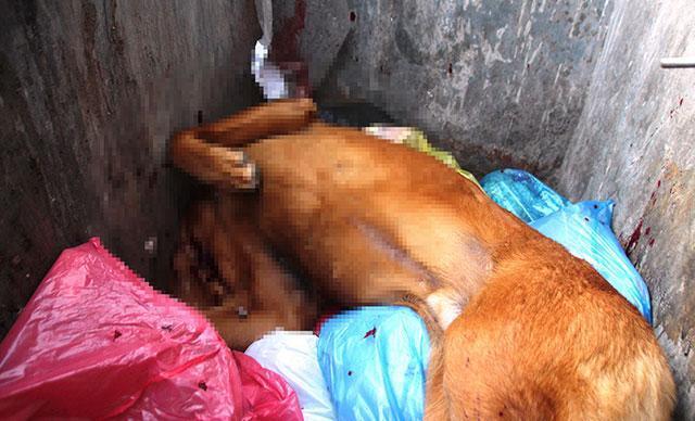 Bodrumda tepki çeken olay Av tüfeğiyle vurup çöpe atmış