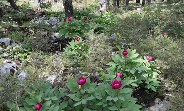 Torosların sembol çiçeği şakayığa zararın cezası 61 bin 800 TL