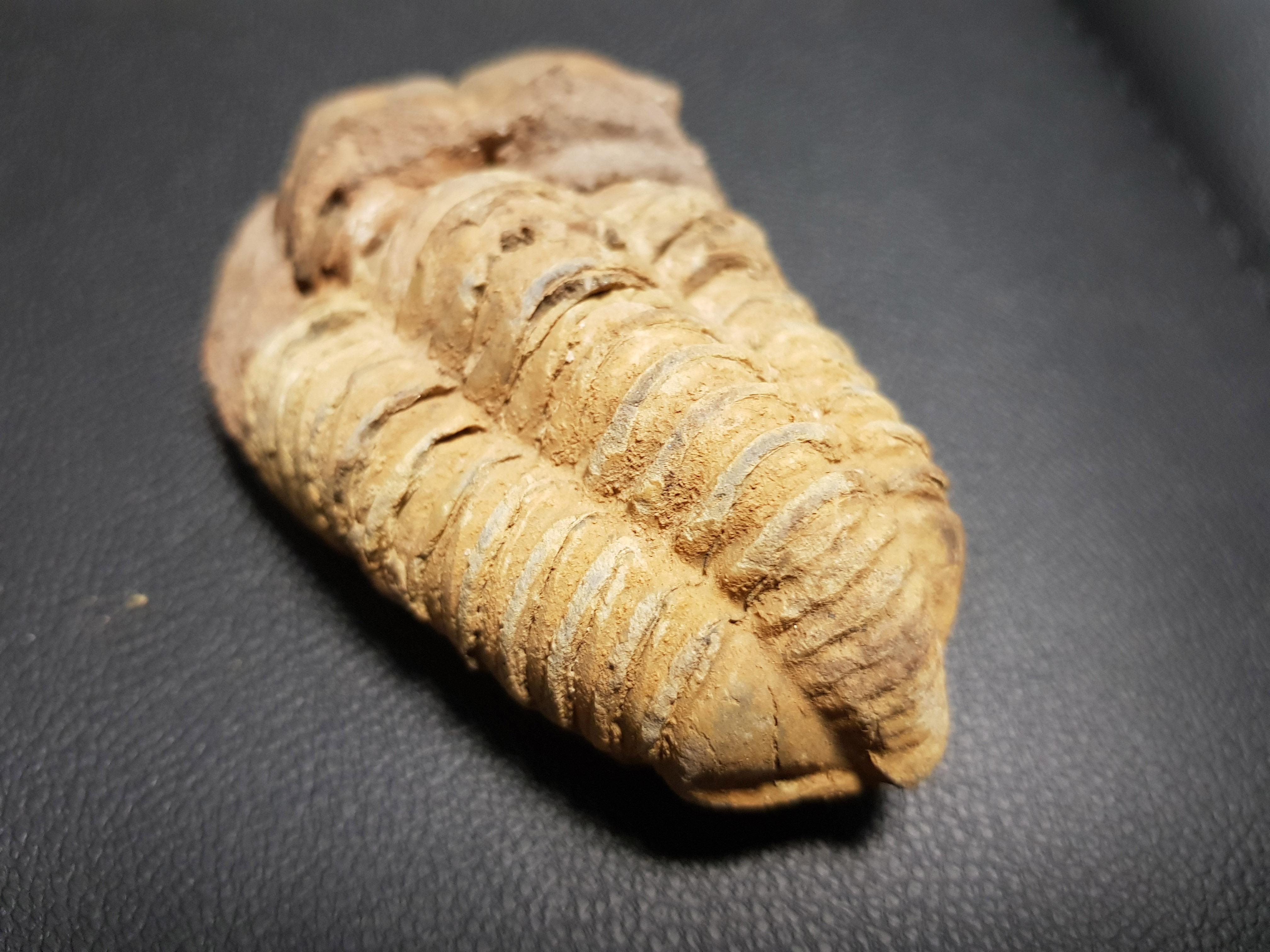 Antalya ve Konyada 500 milyon yaşında iki fosil bulundu