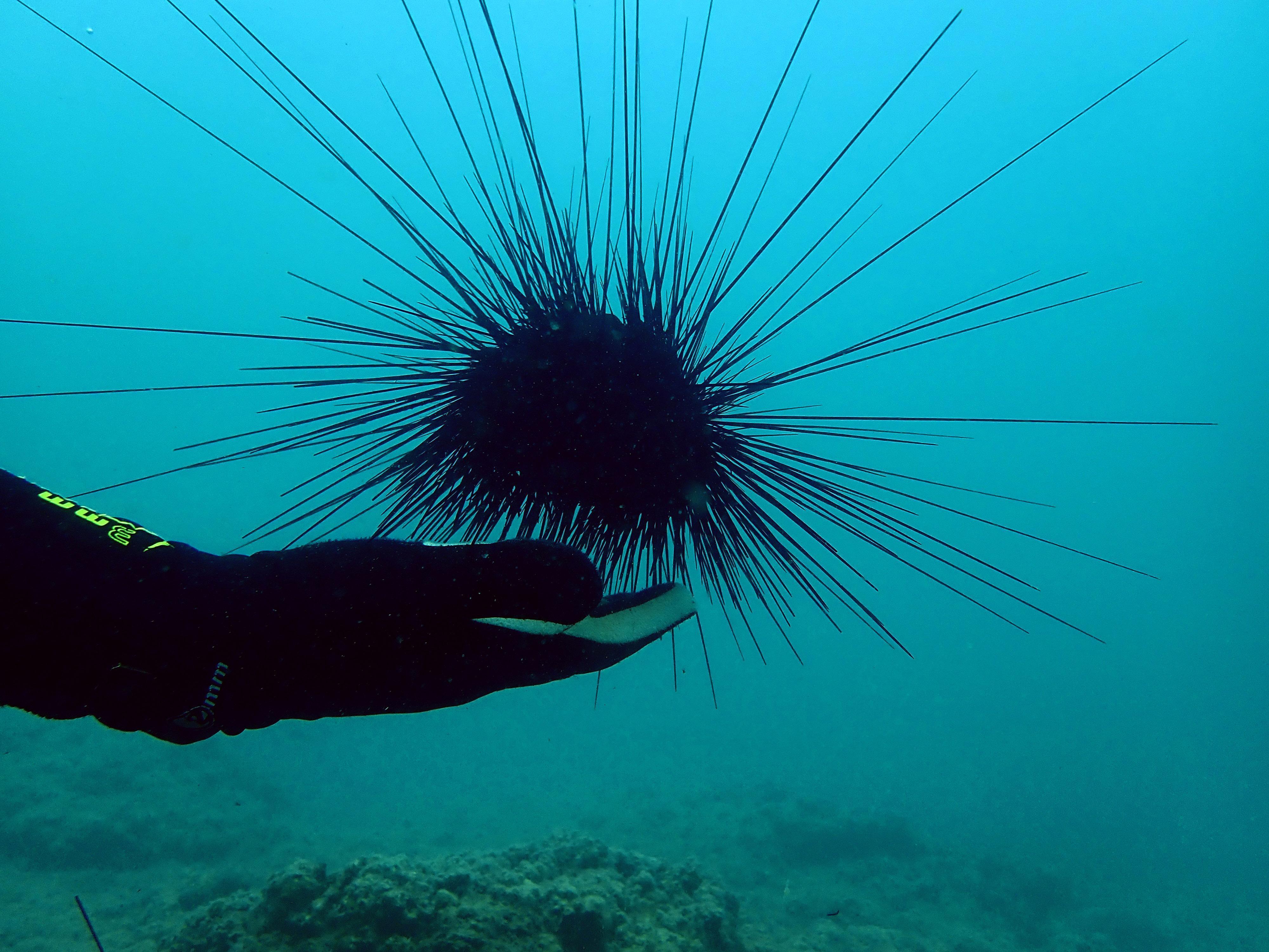 Zehirli deniz kestaneleri, Doğu Akdeniz turizmini tehdit ediyor