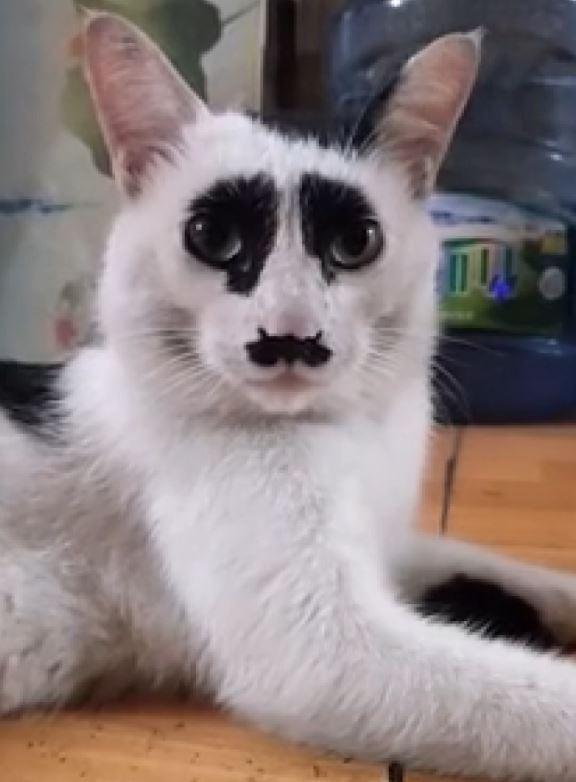 Çin’deki ‘üzgün kedi, sosyal medyada ilgi odağı oldu