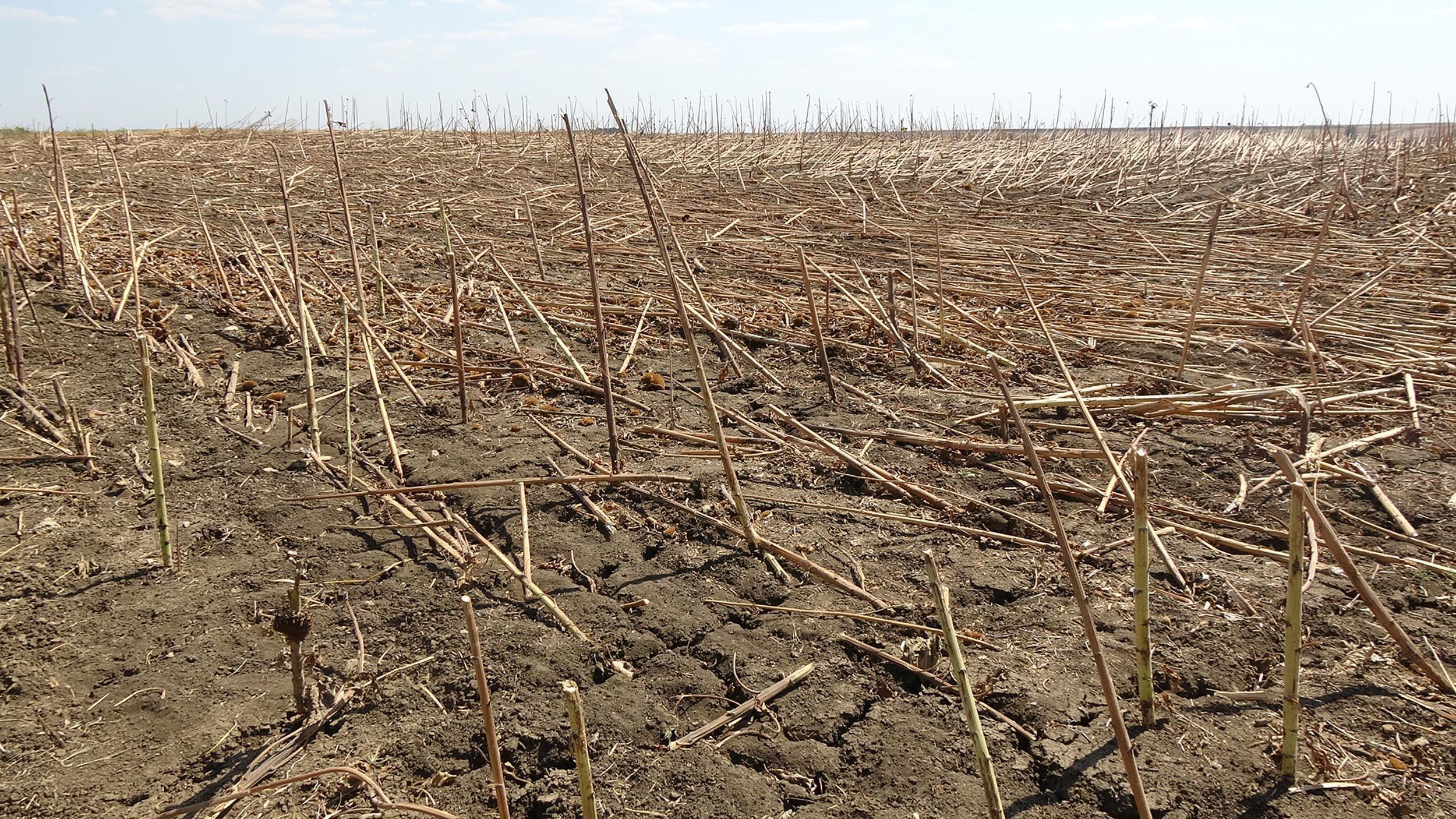 Edirnede kuraklık toprakları çatlattı, çiftçi ekim yapamıyor