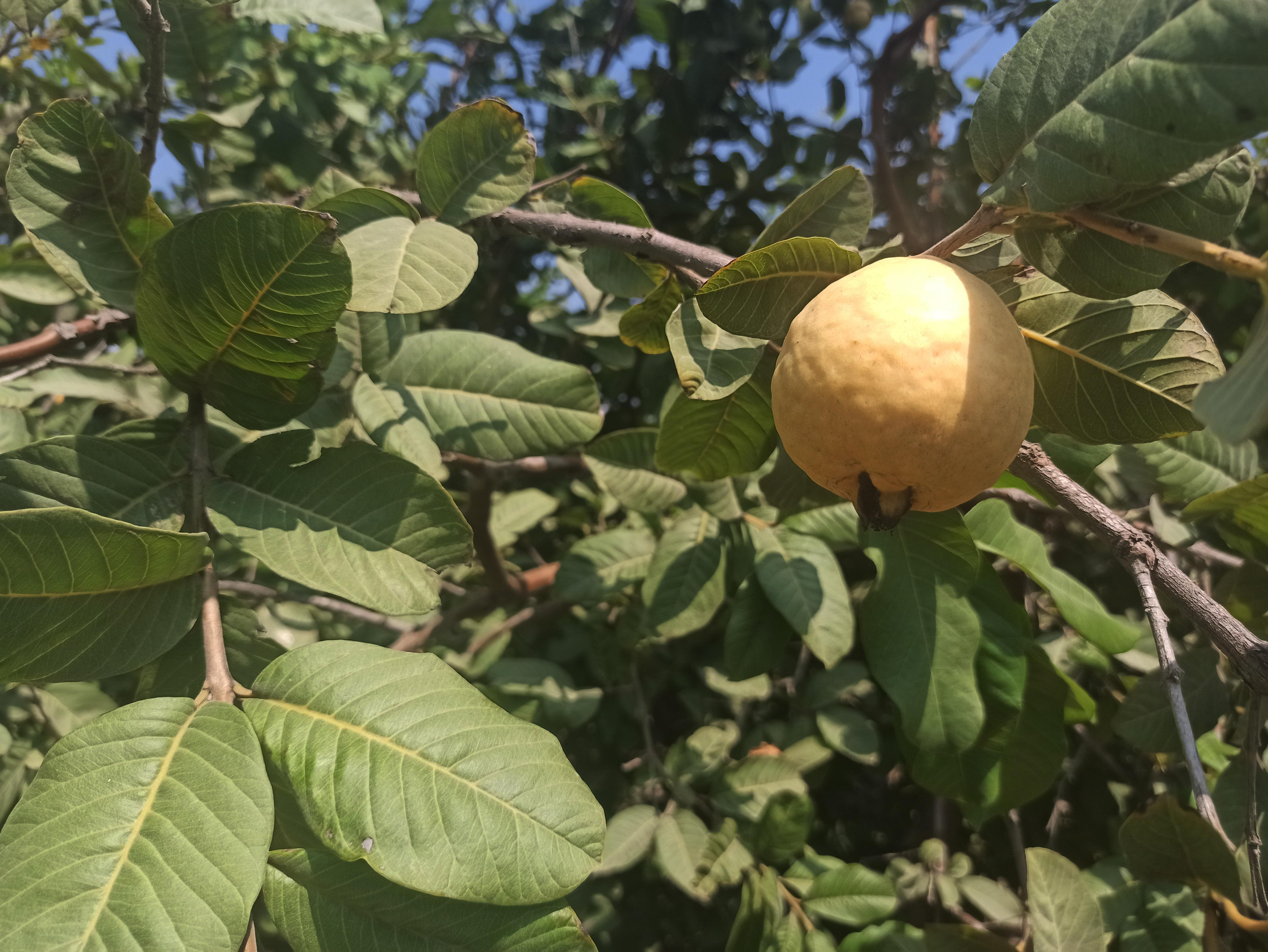 Hediye fidanla başladığı guava üretimini 1500 ağaçla sürdürüyor