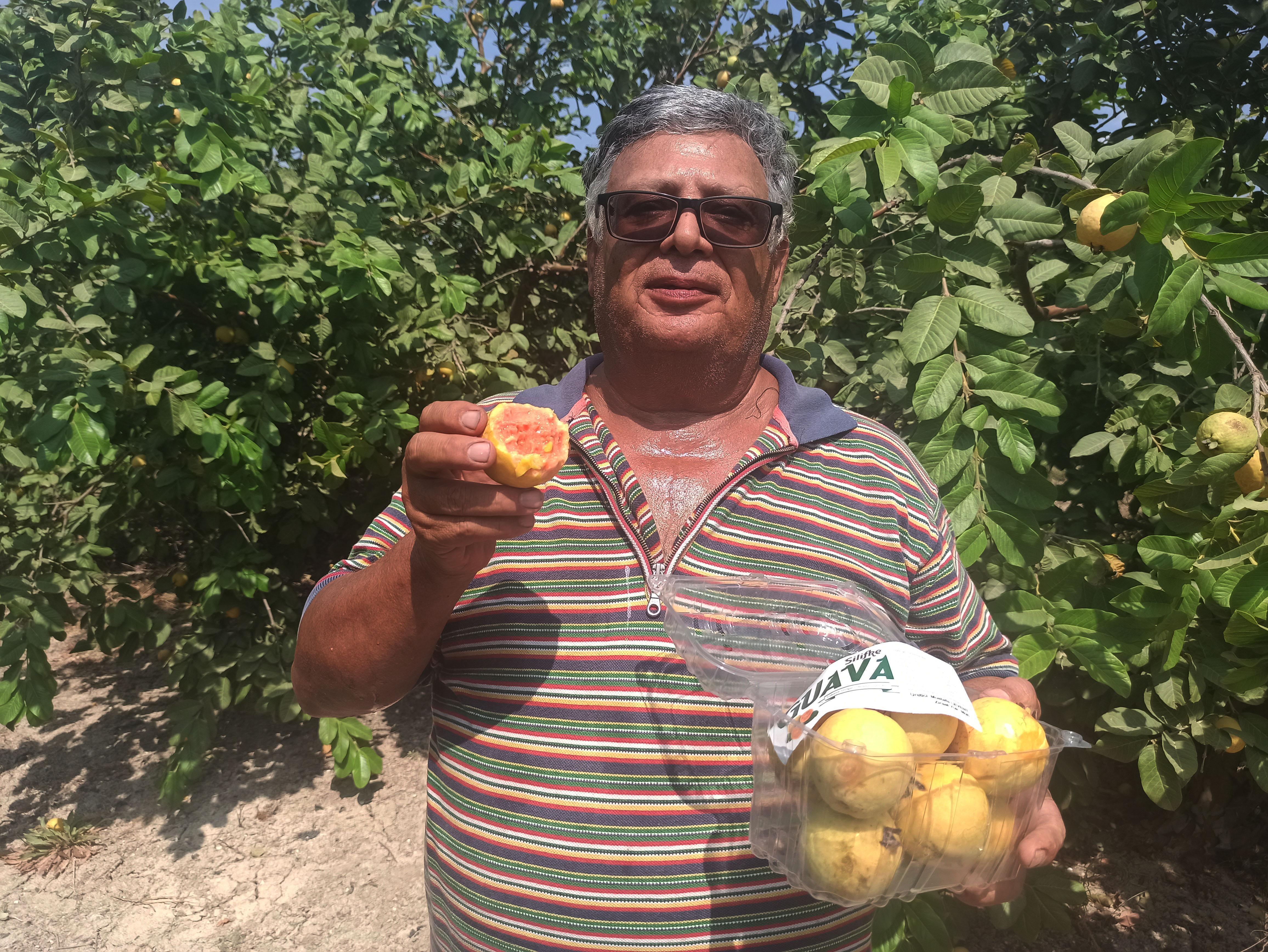 Hediye fidanla başladığı guava üretimini 1500 ağaçla sürdürüyor