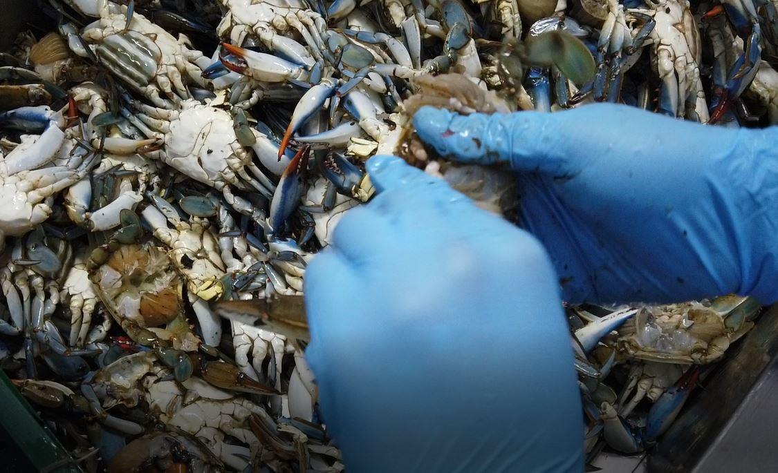 Balıkçıların korkulu rüyası mavi yengeç, turistlerin gözdesi