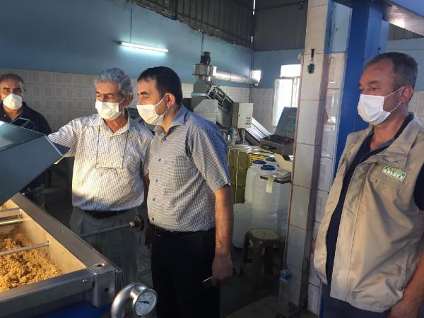 Osmaniyede 19 bin ton salamuralık zeytin rekoltesi bekleniyor