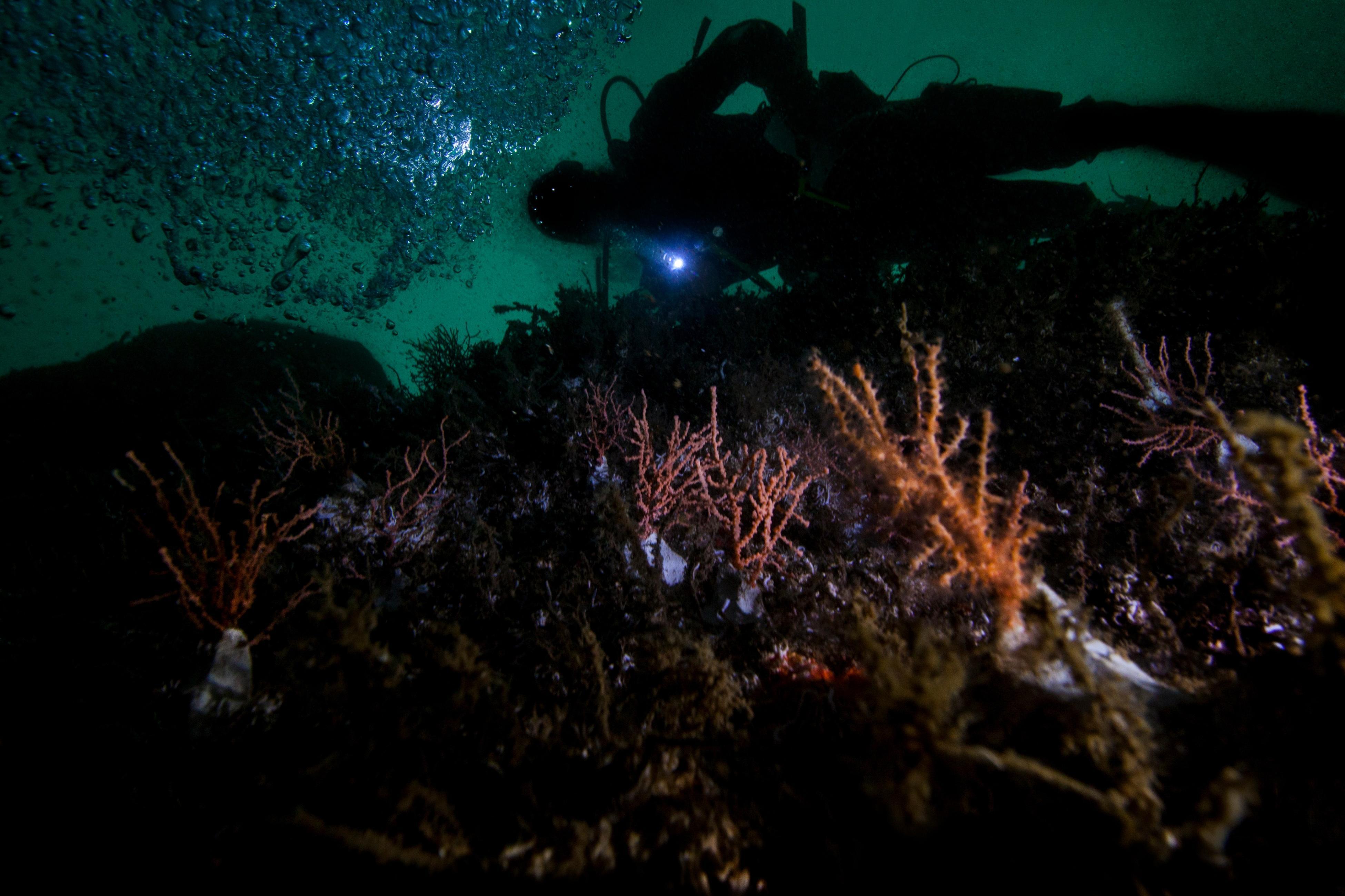 Marmara Denizinde 27-30 metrelerde büyük mercan ekimi