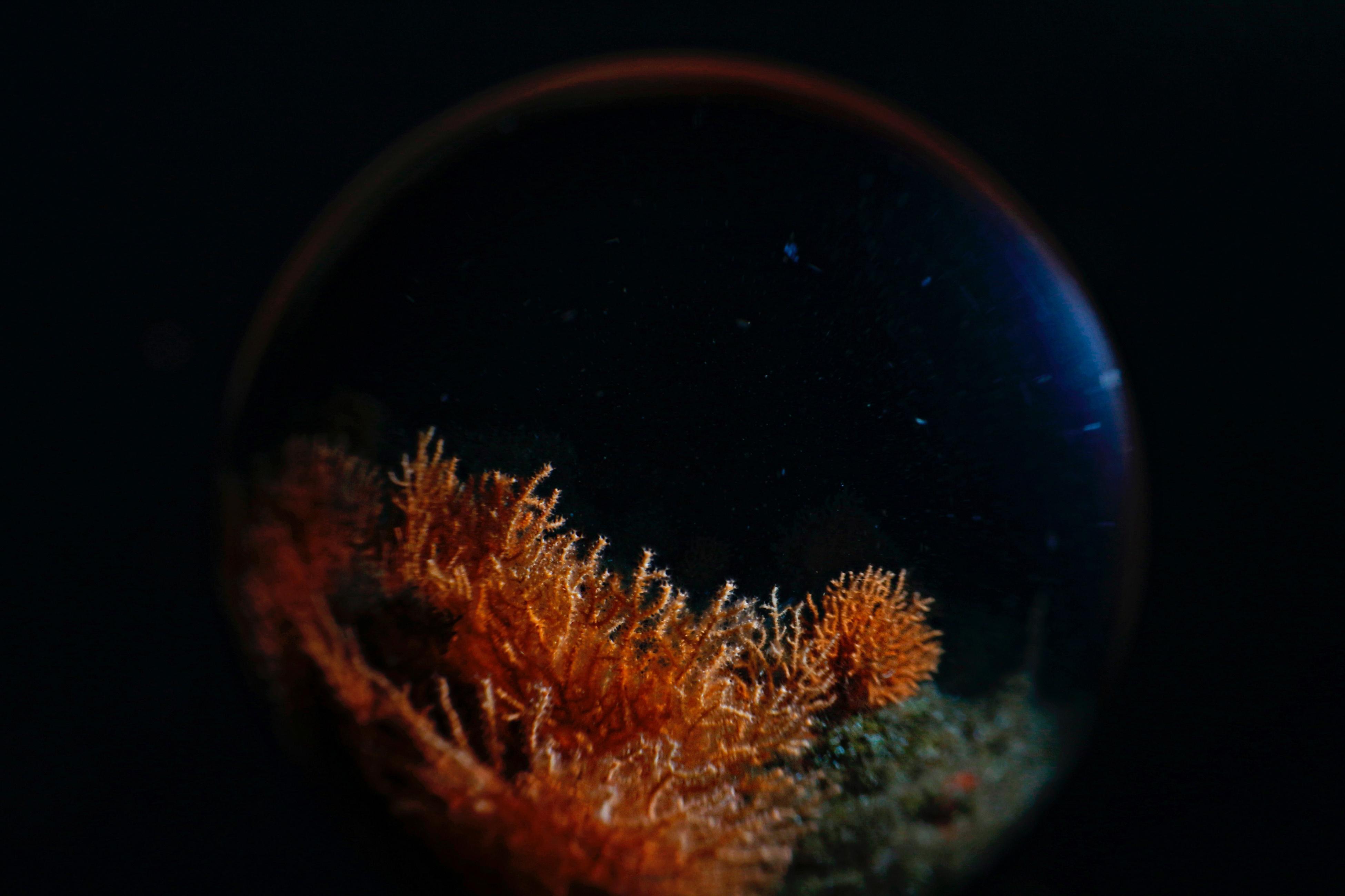 Marmara Denizinde 27-30 metrelerde büyük mercan ekimi