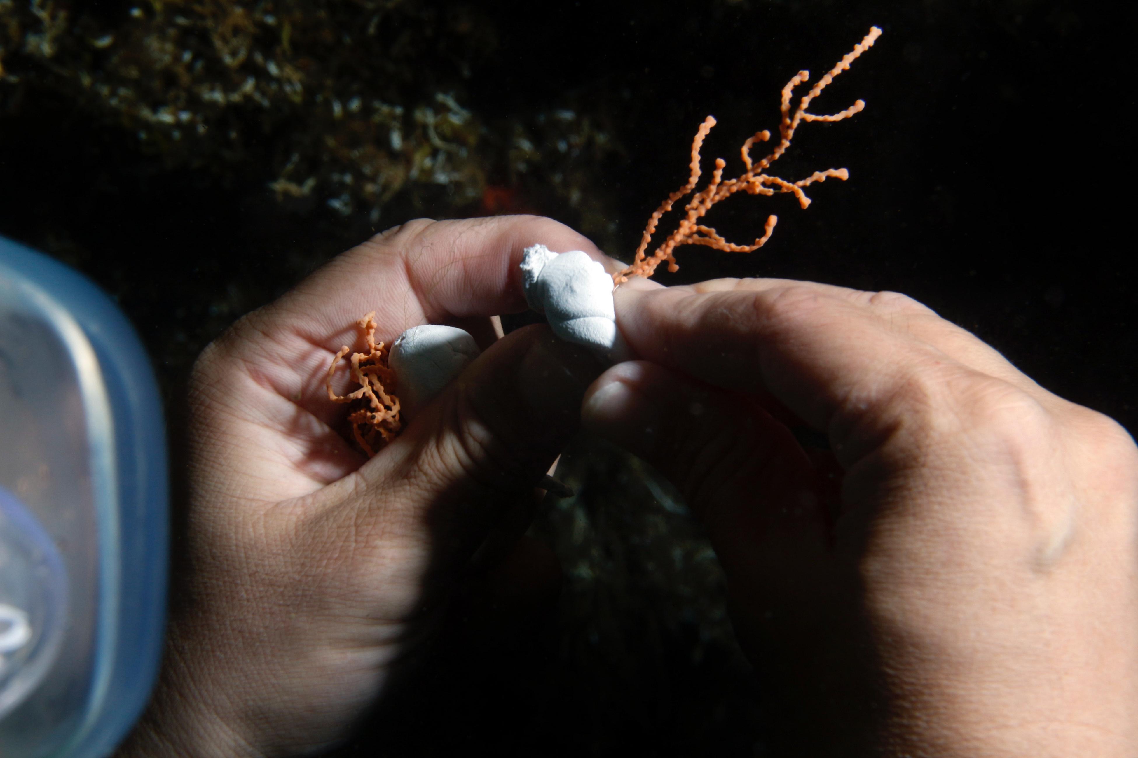 Marmara Denizinde 27-30 metrelerde büyük mercan ekimi