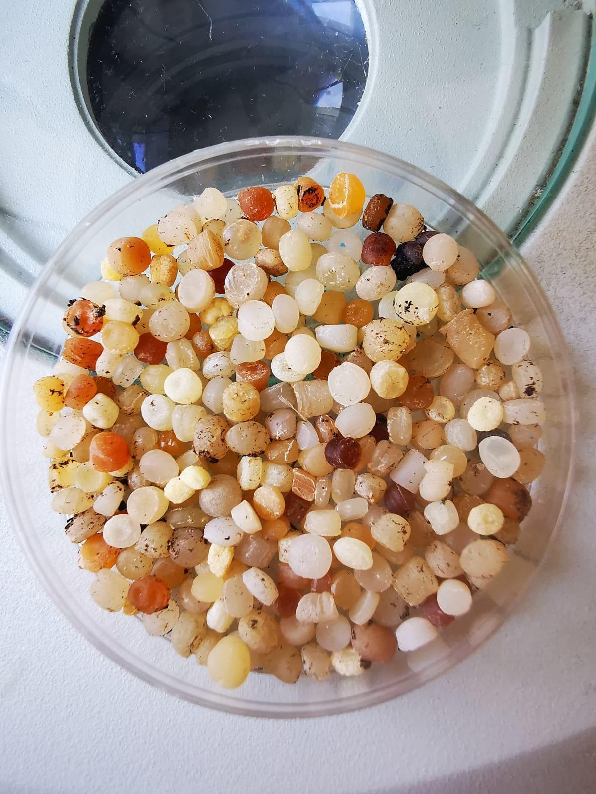 Plastik ham maddesi sahil kumlarına karıştı; bir avuç kumda 200 tane var